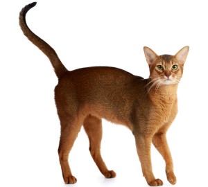 Abyssinian