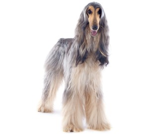 Afghan Hound