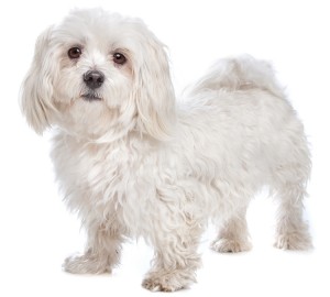 Maltese Dog