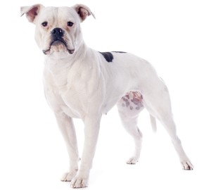 American Bulldog