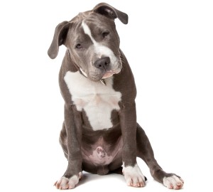 Staffordshire Bull Terrier