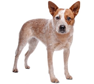 Australian Cattle Dog