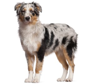 Australian Shepherd