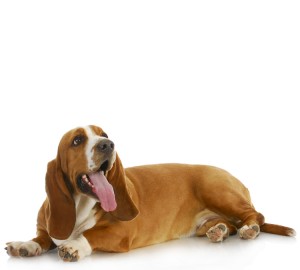 Basset Hound