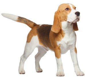 Beagle