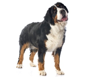 Bernese Mountain Dog