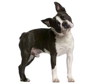 Boston Terrier