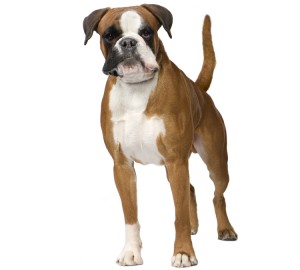 are boxer dogs smart