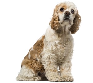 Cocker Spaniel