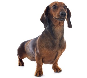 Dachshund Dog