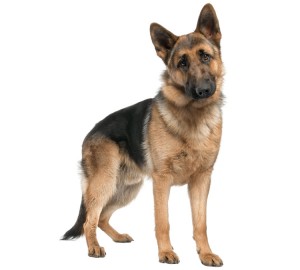 German Shepherd Dog