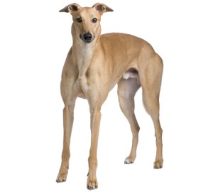 Greyhound Dog