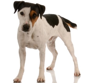 russell jack insurance pet terrier