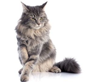 Maine-Coon