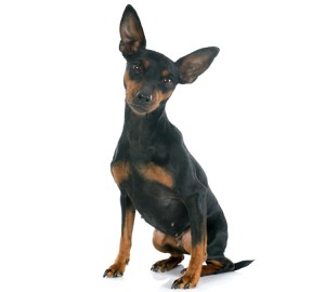 Miniature Pinscher Dog