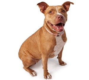 Pit Bull Terrier