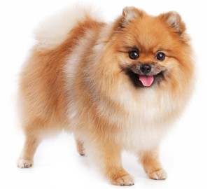 Pomeranian