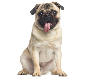 Pug