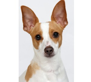 Rat Terrier