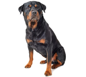 Rottweiler