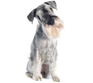 Schnauzer