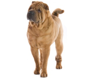 Shar Pei