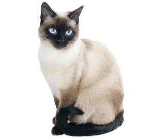 Siamese