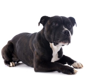 Staffordshire Bull Terrier