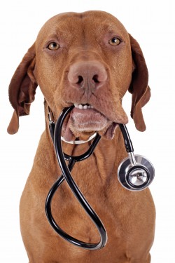 Pet Insurance for Dogs