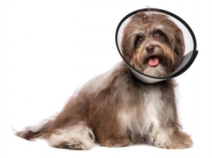 Injured Havanese