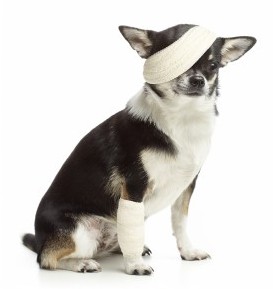 Injured chihuahua