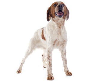 Brittany Dog