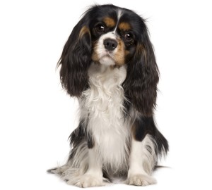 Cavalier King Charles Spaniel