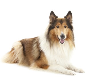 Collie Dog