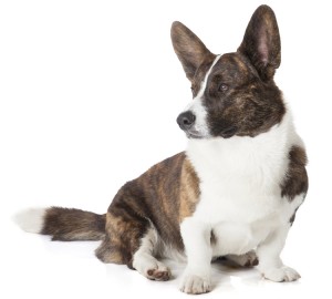 Cardigan Welsh Corgi