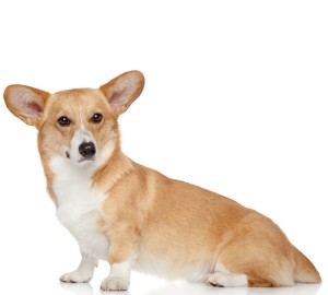 Pembroke Welsh Corgi