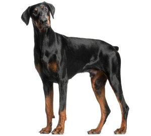 Doberman Pinscher