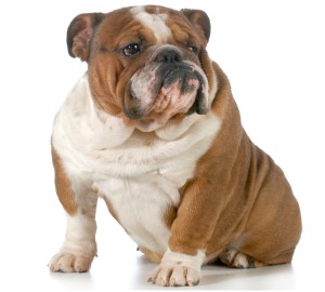 English Bulldog