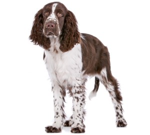 English Springer Spaniel