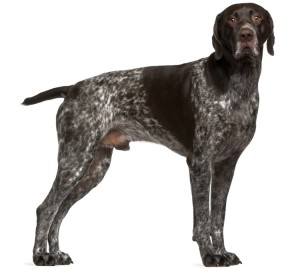 German Shorthaired Pointer