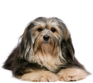 Havanese Dog