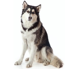 Siberian Husky