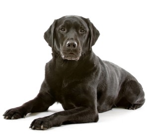 Black Labrador Retriever