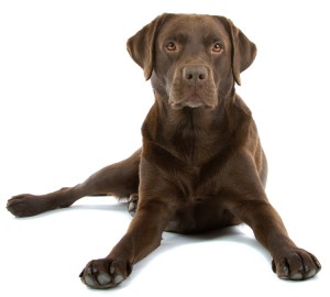 Chocolate Labrador Retriever