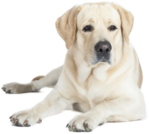 Yellow Labrador