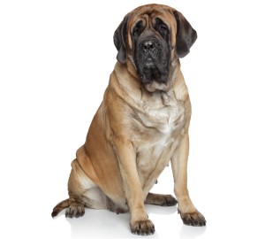 Mastiff Dog