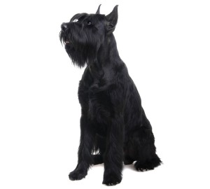 Giant Schnauzer