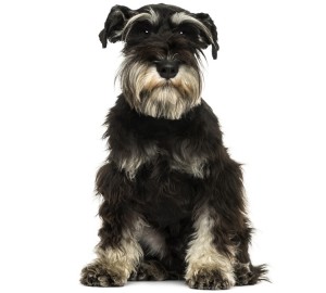 Miniature Schnauzer