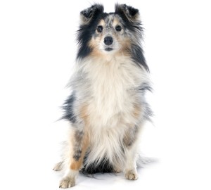 Shetland Sheepdog