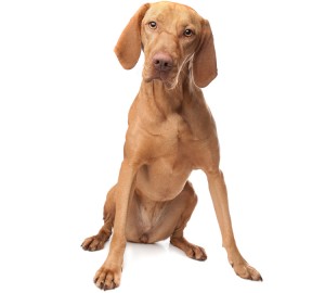 Vizsla